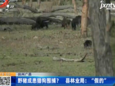 抚州广昌：野猪成患猎狗围捕？ 县林业局称“假的”