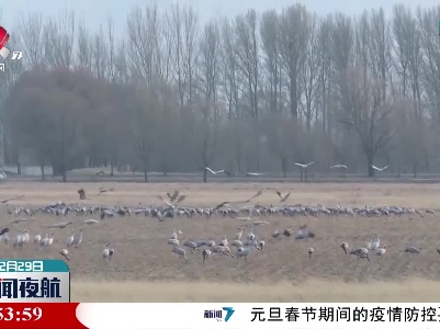 北京野鸭湖湿地自然保护区救助灰鹤