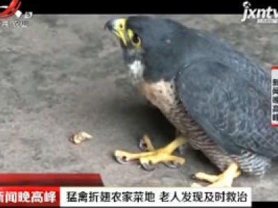 重庆：猛禽折翅农家菜地 老人发现及时救治