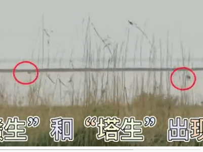 探访东方白鹳 | 半年过去了，它们还好吗？