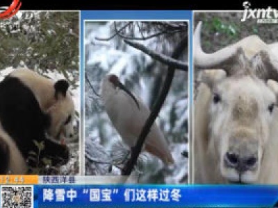 陕西洋县：降雪中“国宝”们这样过冬
