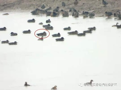 刷新纪录！都昌湖区首次监测到花脸鸭 