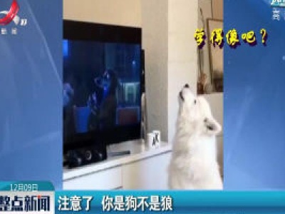 河南郑州：注意了 你是狗不是狼