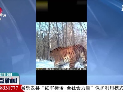 吉林林场第6次拍到野生东北虎