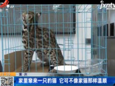 重庆：家里窜来一只豹猫 它可不像家猫那样温顺