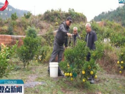 上饶广信区：柠檬橙喜获丰收 助力农户持续增收
