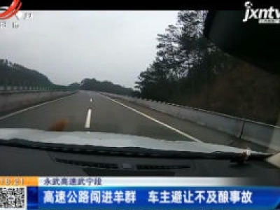 永武高速武宁段：高速公路闯进羊群 车主避让不及酿事故