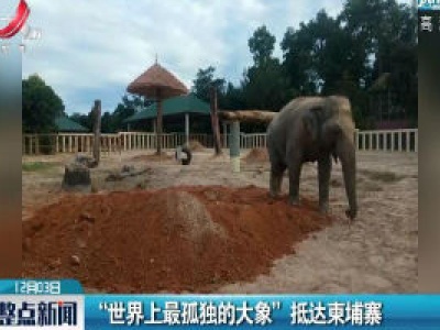 “世界上最孤独的大象”抵达柬埔寨  
