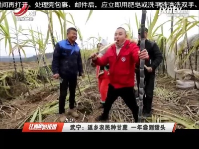 九江武宁：返乡农民种甘蔗 一年尝到甜头