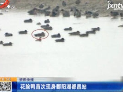 花脸鸭首次现身鄱阳湖都昌站