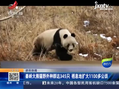 秦岭大熊猫野外种群达345只 栖息地扩大1100多公顷