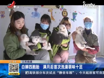 江苏南通：白狮四胞胎 满月后首次洗澡萌味十足