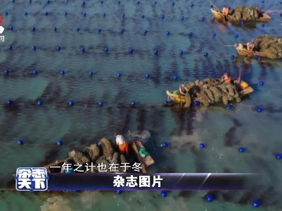 山东荣成:海洋牧场“春耕”忙
