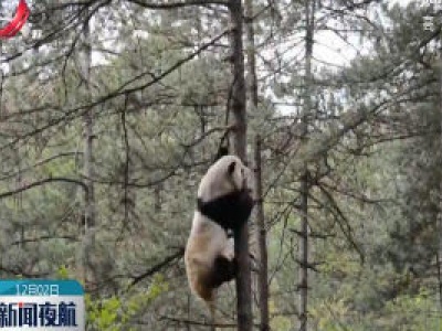 陕西成为世界第三大大熊猫繁育基地