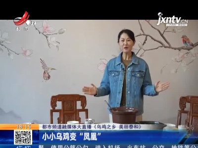 【都市频道融媒体大直播《乌鸡之乡 美丽泰和》】小小乌鸡变“凤凰”