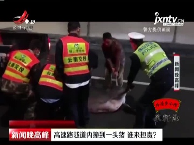云南：高速路隧道内撞到一头猪 谁来担责？