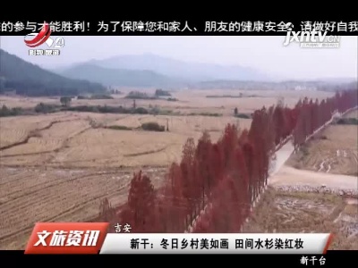 吉安新干：冬日乡村美如画 田间水杉染红妆