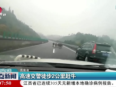 吉安：高速交警徒步2公里赶牛