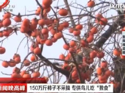 安徽：150万斤柿子不采摘 专供鸟儿吃“独食”