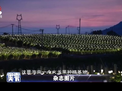 海南：别样火龙果种植