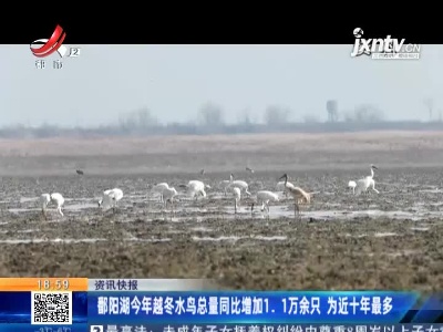 鄱阳湖2020年越冬水鸟总量同比增加1.1万余只 为近十年最多