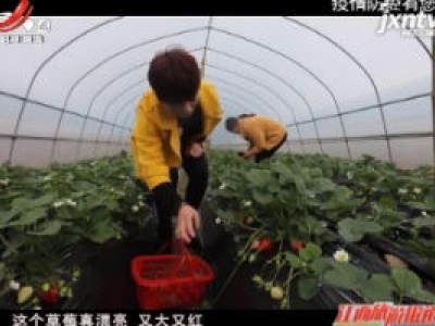 武宁：寒冬温室暖 大棚草莓红