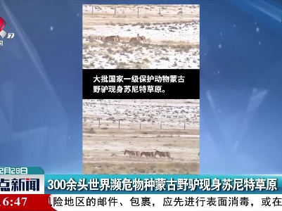 300余头世界濒危物种蒙古野驴现身苏尼特草原