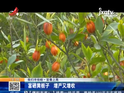 【我们丰收啦】宜春上高：富硒黄栀子 增产又增收