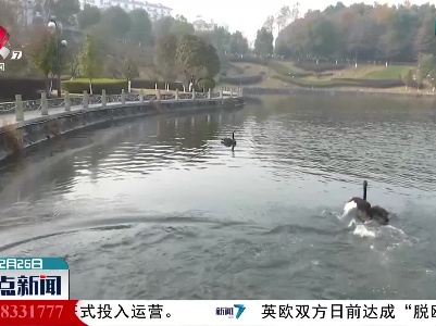 九江：扮靓校园 他为母校捐赠大雁黑天鹅