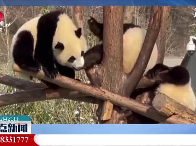 比武大比拼！大熊猫干架名场面