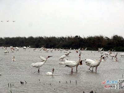 35万余只候鸟笑“翱”鄱湖 5G、无人机等上阵护鸟 