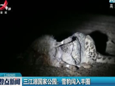 三江源国家公园：雪豹闯入羊圈   