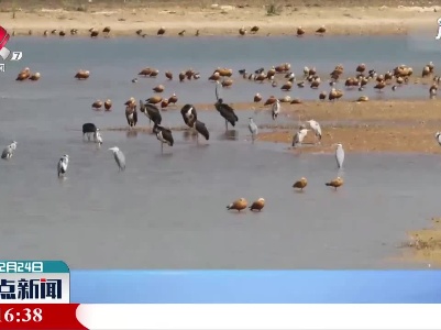 7只黑鹳现身云南保山青华海湿地