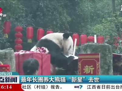 最年长圈养大熊猫“新星”去世
