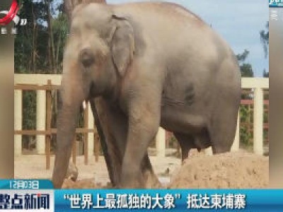 “世界上最孤独的大象”抵达柬埔寨
