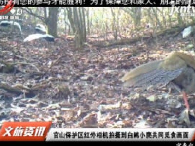 宜春：官山保护区红外相机拍摄到白鹇小麂共同觅食画面