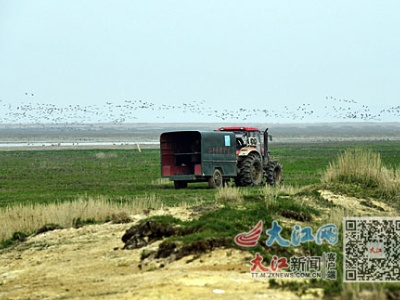 鄱阳湖“护鸟人”的艰辛 每月巡护上千公里 