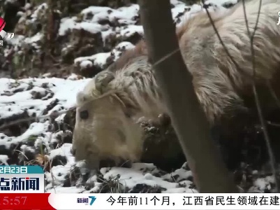 秦岭太白山野生羚牛频繁出没