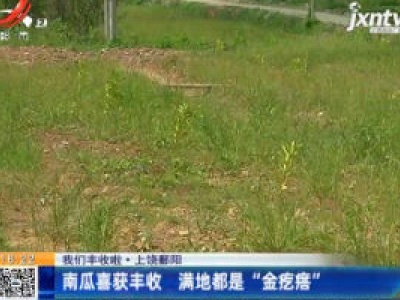 【我们丰收啦】上饶鄱阳：南瓜喜获丰收 满地都是“金疙瘩”