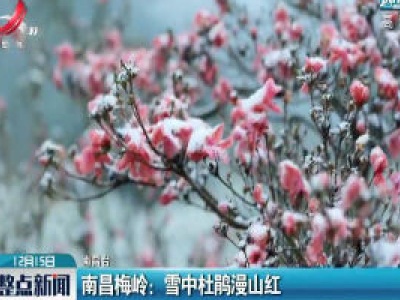 南昌梅岭：雪中杜鹃漫山红