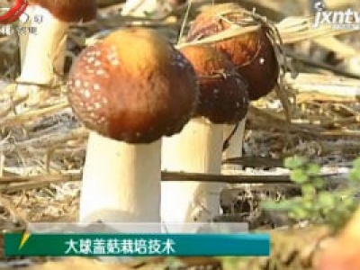 农博士大讲堂20201202 大球盖菇栽培技术