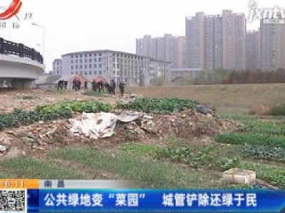 南昌：公共绿地变“菜园” 城管铲除还绿于民