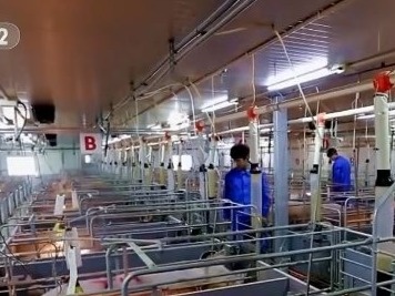 猪肉价格反弹！房企抢滩，卖猪比卖房挣钱？