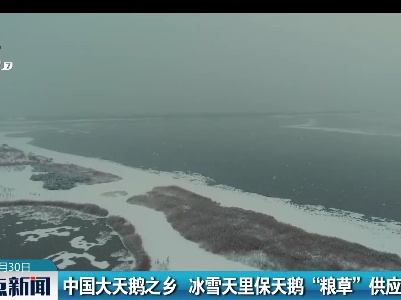 中国大天鹅之乡 冰雪天里保天鹅“粮草”供应