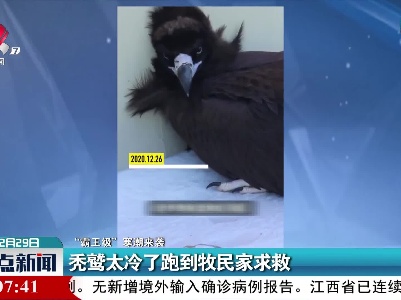 【“霸王级”寒潮来袭】内蒙古：秃鹫太冷了跑到牧民家求救