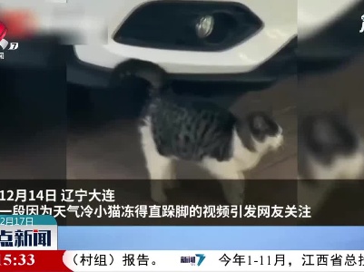 辽宁大连：猫咪因太冷不停跺脚 好心人伸援手