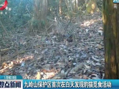 宜春：九岭山保护区首次在白天发现豹猫觅食活动