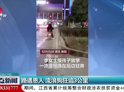 湖北：路遇恩人 流浪狗狂追3公里