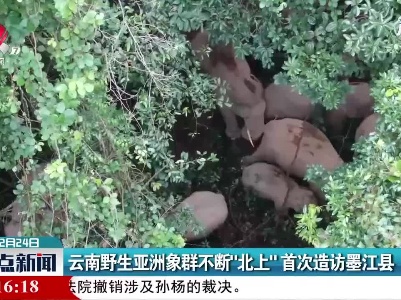 云南野生亚洲象群不断“北上”首次造访墨江县