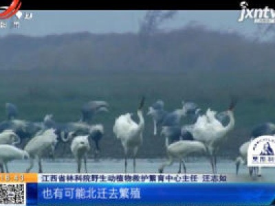 【“解救东方白鹳”后续】鄱阳湖：回归大自然半年后 东方白鹳三兄妹过得好吗？
